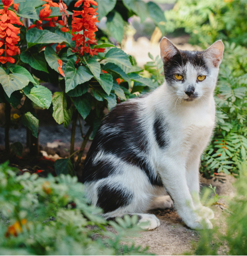 Animal Care And Control Products